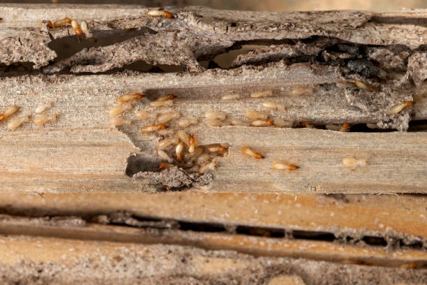 Best Pest Control for Businesses  in Accokeek, MD